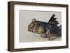 West African mudskipper, Guinea Bissau, Africa-Pedro Narra-Framed Photographic Print