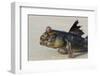 West African mudskipper, Guinea Bissau, Africa-Pedro Narra-Framed Photographic Print