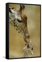 West African - Niger Giraffe (Giraffa Camelopardalis Peralta) Mother And Baby-Denis-Huot-Framed Stretched Canvas