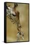 West African - Niger Giraffe (Giraffa Camelopardalis Peralta) Mother And Baby-Denis-Huot-Framed Stretched Canvas