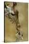 West African - Niger Giraffe (Giraffa Camelopardalis Peralta) Mother And Baby-Denis-Huot-Stretched Canvas