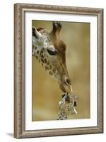 West African - Niger Giraffe (Giraffa Camelopardalis Peralta) Mother And Baby-Denis-Huot-Framed Photographic Print