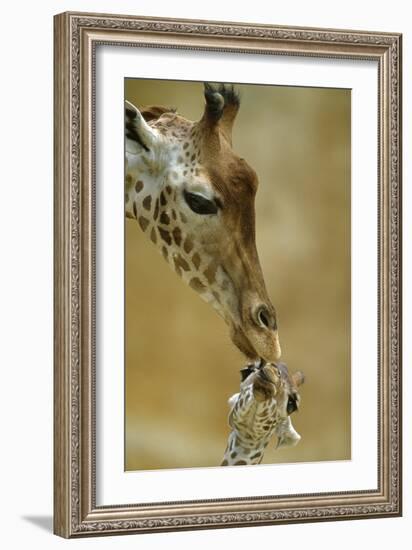 West African - Niger Giraffe (Giraffa Camelopardalis Peralta) Mother And Baby-Denis-Huot-Framed Photographic Print