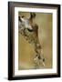 West African - Niger Giraffe (Giraffa Camelopardalis Peralta) Mother And Baby-Denis-Huot-Framed Photographic Print