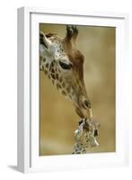 West African - Niger Giraffe (Giraffa Camelopardalis Peralta) Mother And Baby-Denis-Huot-Framed Photographic Print