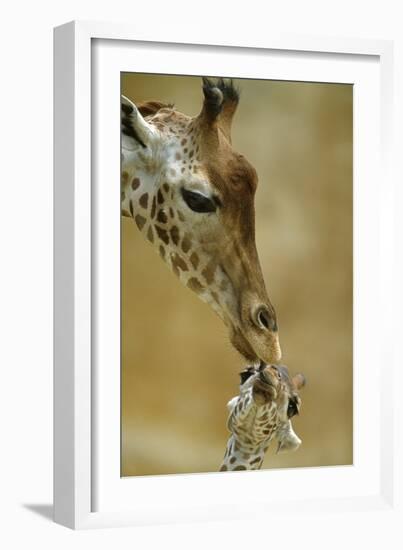 West African - Niger Giraffe (Giraffa Camelopardalis Peralta) Mother And Baby-Denis-Huot-Framed Photographic Print