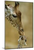 West African - Niger Giraffe (Giraffa Camelopardalis Peralta) Mother And Baby-Denis-Huot-Mounted Photographic Print