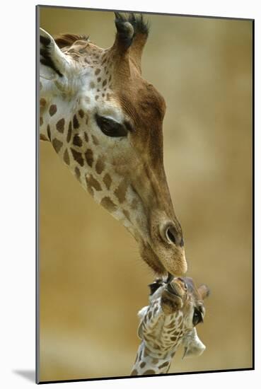 West African - Niger Giraffe (Giraffa Camelopardalis Peralta) Mother And Baby-Denis-Huot-Mounted Photographic Print