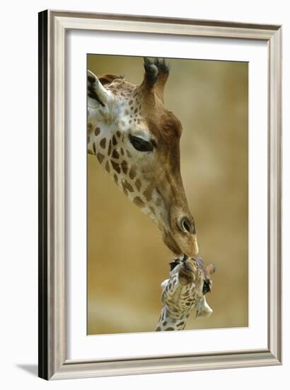 West African - Niger Giraffe (Giraffa Camelopardalis Peralta) Mother And Baby-Denis-Huot-Framed Photographic Print