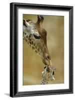 West African - Niger Giraffe (Giraffa Camelopardalis Peralta) Mother And Baby-Denis-Huot-Framed Photographic Print