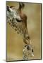 West African - Niger Giraffe (Giraffa Camelopardalis Peralta) Mother And Baby-Denis-Huot-Mounted Photographic Print