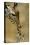 West African - Niger Giraffe (Giraffa Camelopardalis Peralta) Mother And Baby-Denis-Huot-Stretched Canvas
