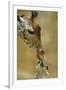 West African - Niger Giraffe (Giraffa Camelopardalis Peralta) Mother And Baby-Denis-Huot-Framed Photographic Print