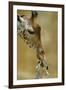 West African - Niger Giraffe (Giraffa Camelopardalis Peralta) Mother And Baby-Denis-Huot-Framed Photographic Print