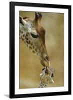 West African - Niger Giraffe (Giraffa Camelopardalis Peralta) Mother And Baby-Denis-Huot-Framed Photographic Print