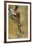 West African - Niger Giraffe (Giraffa Camelopardalis Peralta) Mother And Baby-Denis-Huot-Framed Photographic Print