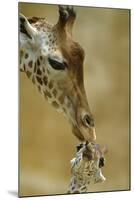 West African - Niger Giraffe (Giraffa Camelopardalis Peralta) Mother And Baby-Denis-Huot-Mounted Photographic Print