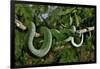 West African tree viper (Atheris chlorechis) on branch Togo. Controlled conditions-Daniel Heuclin-Framed Photographic Print