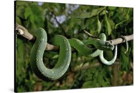 West African tree viper (Atheris chlorechis) on branch Togo. Controlled conditions-Daniel Heuclin-Stretched Canvas