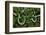 West African tree viper (Atheris chlorechis) on branch Togo. Controlled conditions-Daniel Heuclin-Framed Photographic Print