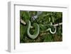 West African tree viper (Atheris chlorechis) on branch Togo. Controlled conditions-Daniel Heuclin-Framed Photographic Print