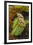 West Australian Pitcher Plant-DLILLC-Framed Premium Photographic Print