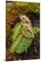 West Australian Pitcher Plant-DLILLC-Mounted Premium Photographic Print