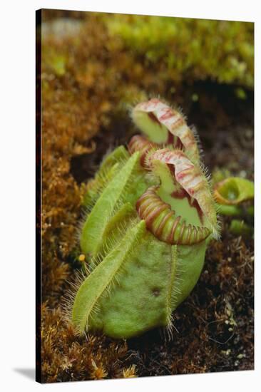 West Australian Pitcher Plant-DLILLC-Stretched Canvas