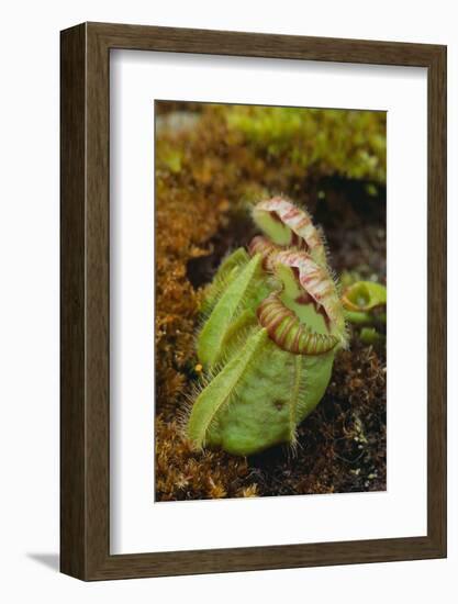 West Australian Pitcher Plant-DLILLC-Framed Photographic Print