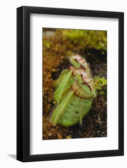 West Australian Pitcher Plant-DLILLC-Framed Photographic Print