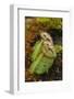 West Australian Pitcher Plant-DLILLC-Framed Photographic Print