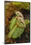 West Australian Pitcher Plant-DLILLC-Mounted Photographic Print