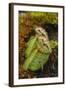 West Australian Pitcher Plant-DLILLC-Framed Photographic Print