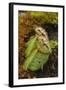 West Australian Pitcher Plant-DLILLC-Framed Photographic Print