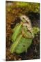 West Australian Pitcher Plant-DLILLC-Mounted Photographic Print