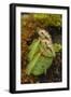 West Australian Pitcher Plant-DLILLC-Framed Photographic Print