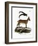 West Caucasian Tur-null-Framed Premium Giclee Print