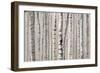 West Coast Birch-Lora Gold-Framed Art Print