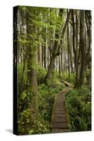 West Coast Trail Along the Pacific Northwest-Sergio Ballivian-Stretched Canvas