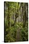 West Coast Trail Along the Pacific Northwest-Sergio Ballivian-Stretched Canvas
