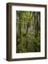 West Coast Trail Along the Pacific Northwest-Sergio Ballivian-Framed Photographic Print