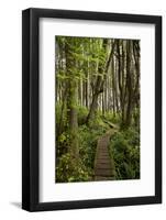 West Coast Trail Along the Pacific Northwest-Sergio Ballivian-Framed Photographic Print