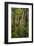 West Coast Trail Along the Pacific Northwest-Sergio Ballivian-Framed Photographic Print