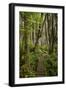 West Coast Trail Along the Pacific Northwest-Sergio Ballivian-Framed Photographic Print