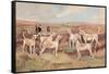 West Country Harriers-Thomas Ivester Llyod-Framed Stretched Canvas