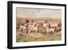 West Country Harriers-Thomas Ivester Llyod-Framed Art Print