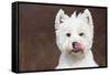 West Highland Terrier, Canterbury, Connecticut, USA-Lynn M^ Stone-Framed Stretched Canvas
