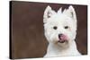 West Highland Terrier, Canterbury, Connecticut, USA-Lynn M^ Stone-Stretched Canvas