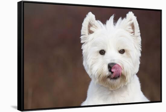 West Highland Terrier, Canterbury, Connecticut, USA-Lynn M^ Stone-Framed Stretched Canvas