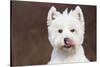 West Highland Terrier, Canterbury, Connecticut, USA-Lynn M^ Stone-Stretched Canvas